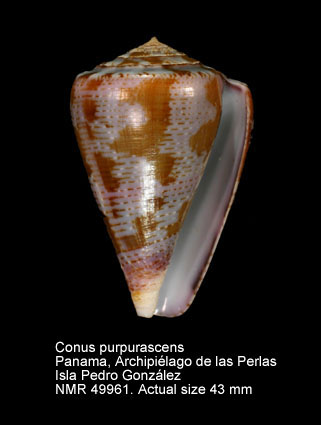 Conus purpurascens.jpg - Conus purpurascensG.B.Sowerby,1833